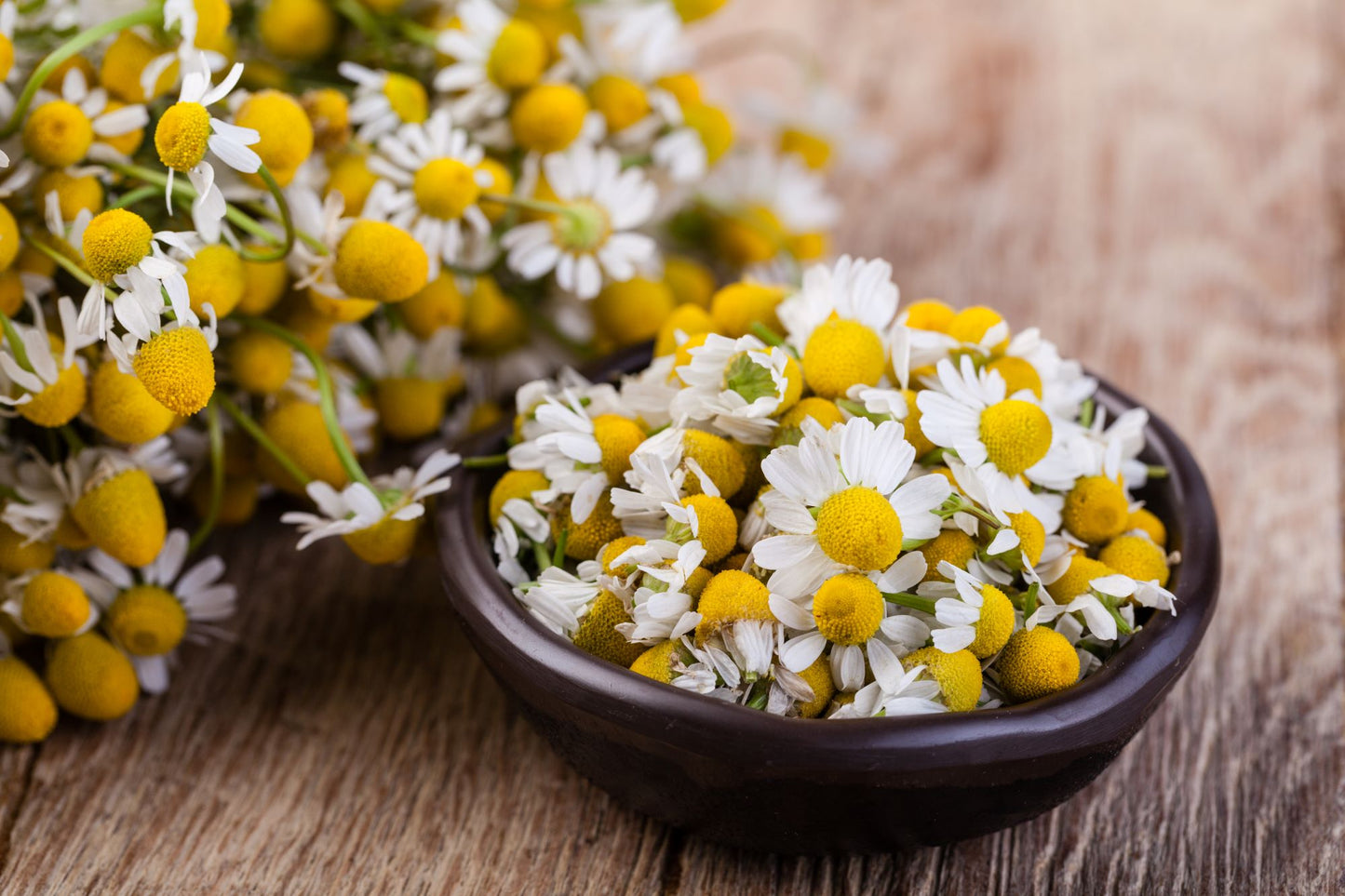 G2 Chamomile Flower Salve