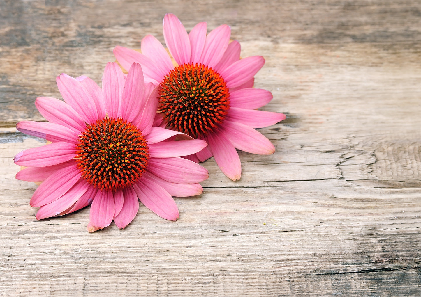 G2 Echinacea Salve
