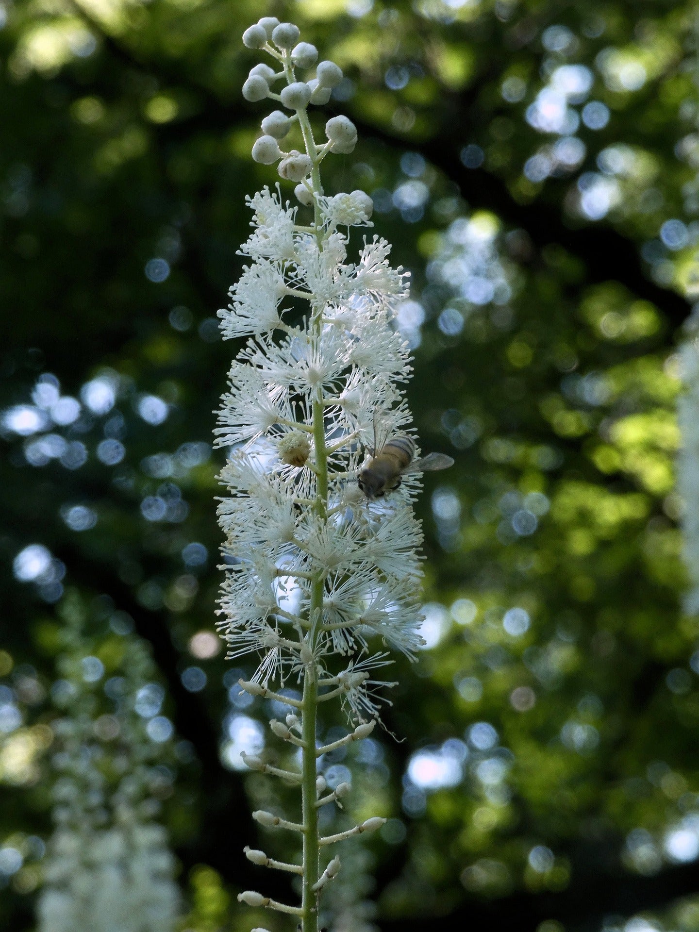 Black Cohosh Root Herb