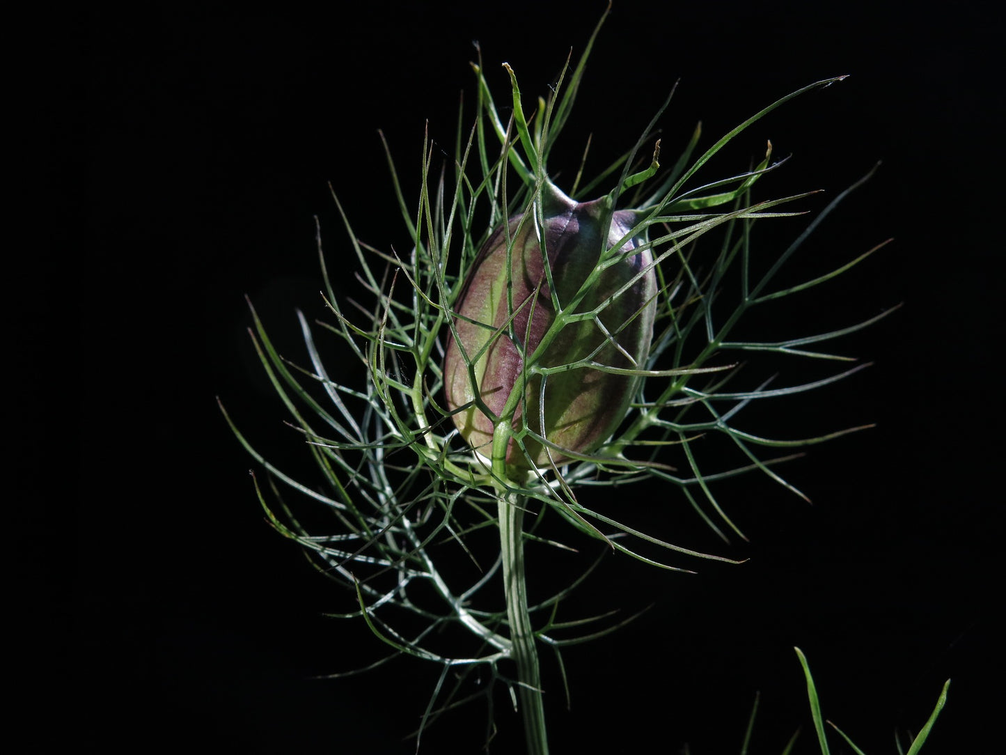 Black Cumin Seed Herb