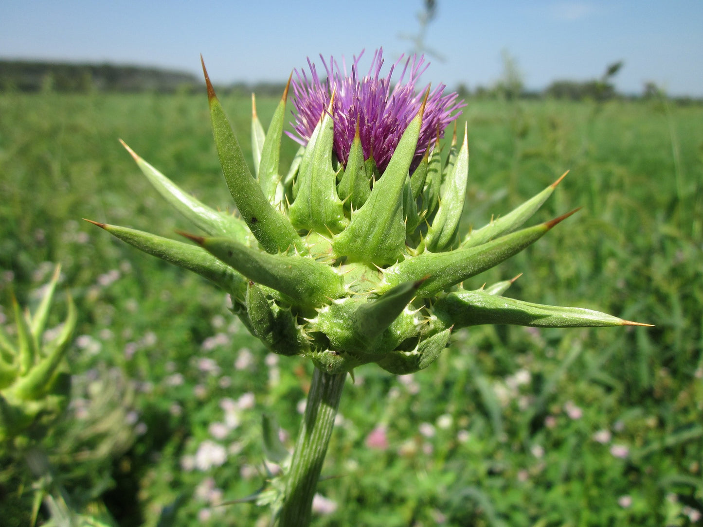 Blessed Thistle Herb
