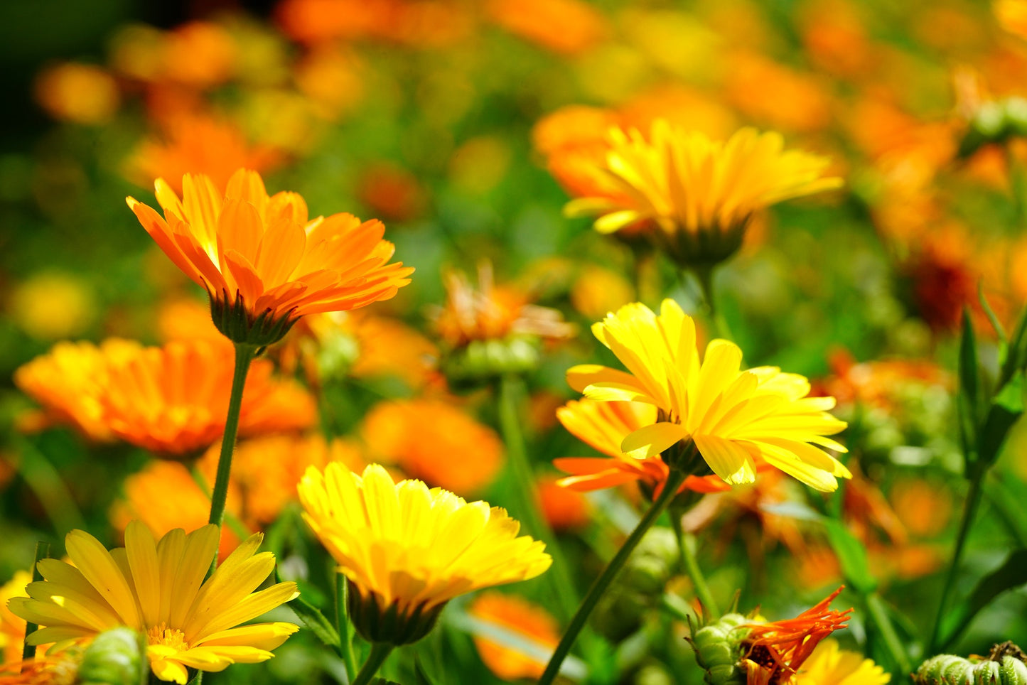 Calendula Herb