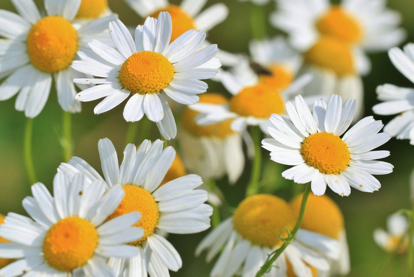 Chamomile Flower Herb
