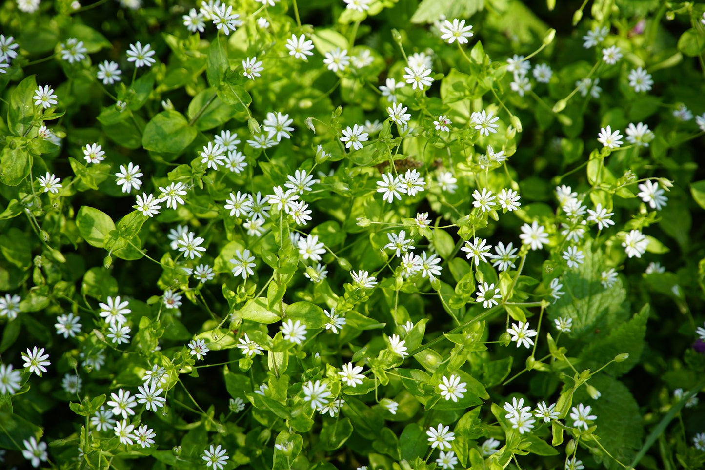 Chickweed Herb