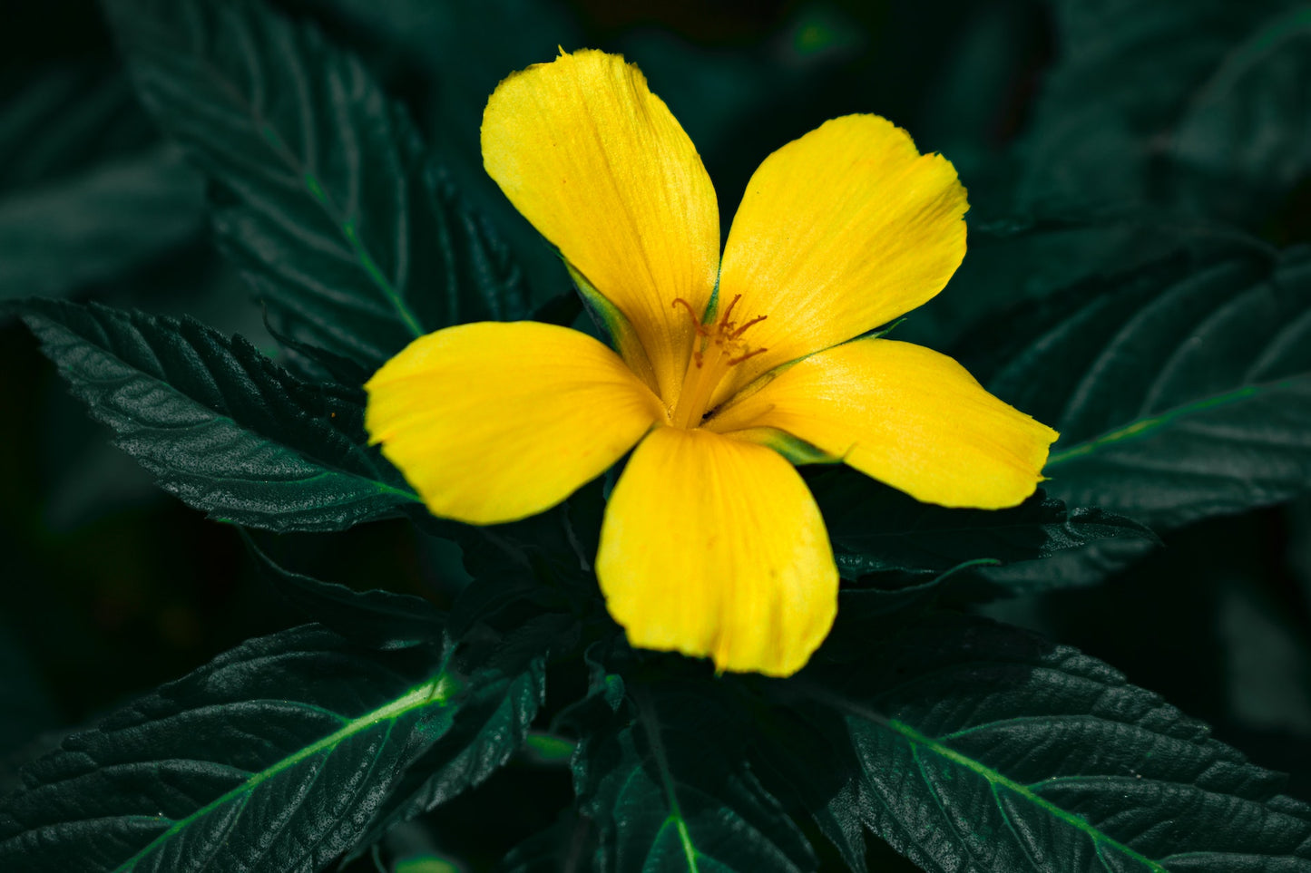 Damiana Leaf Herb