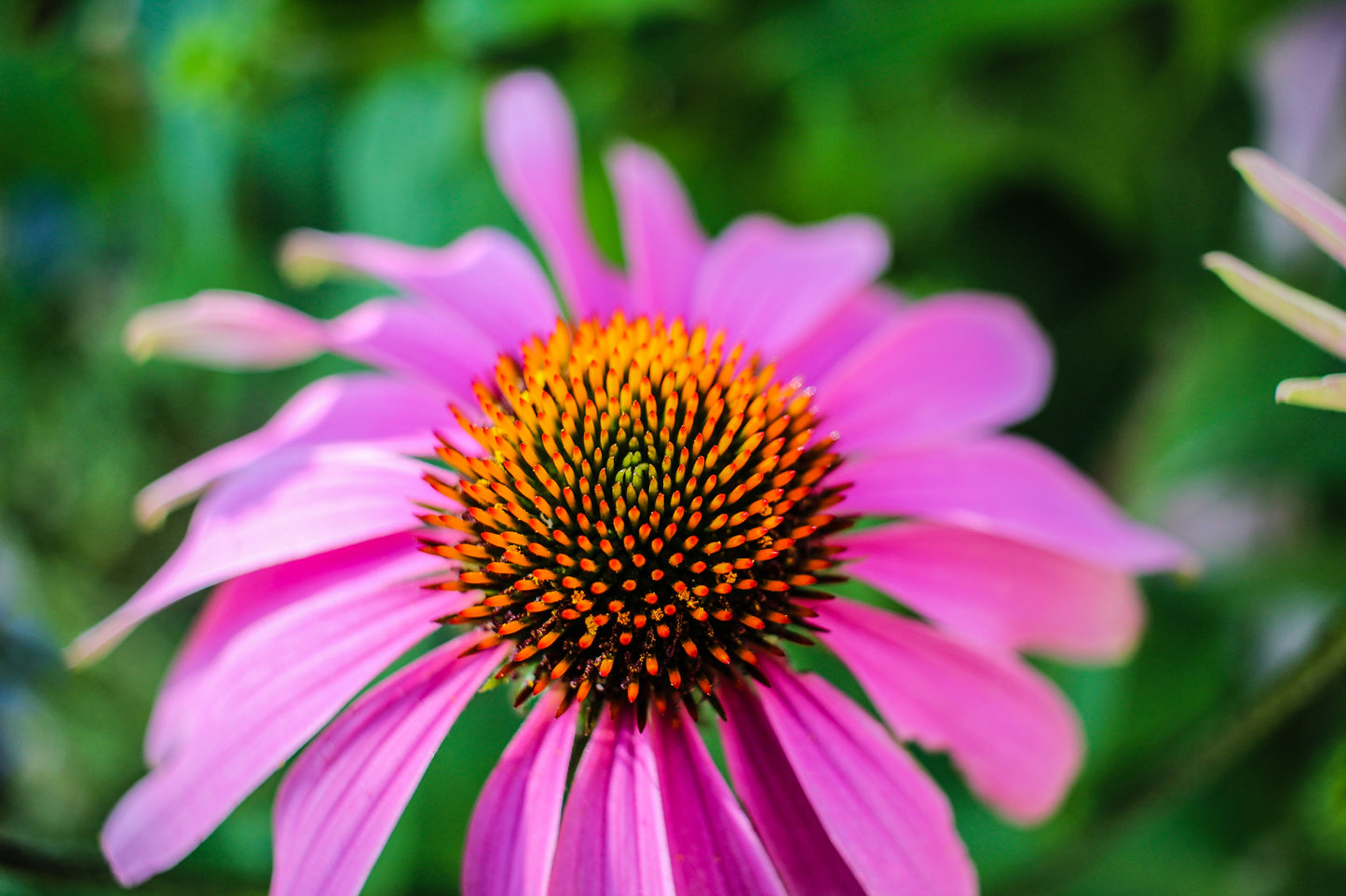 Echinacea Herb