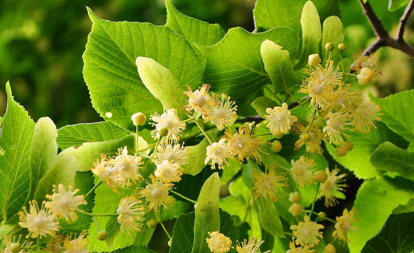 Flor De Tila Herb