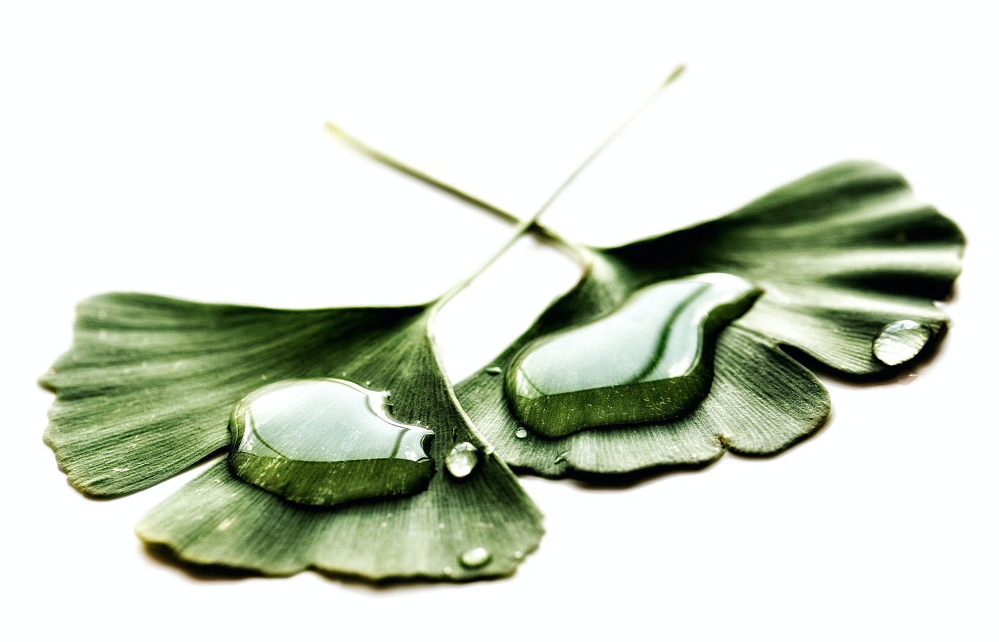Ginkgo Biloba Leaf Herb