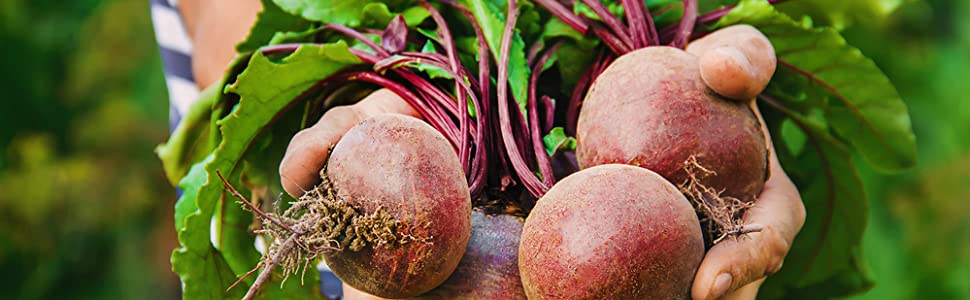 Beet root powder