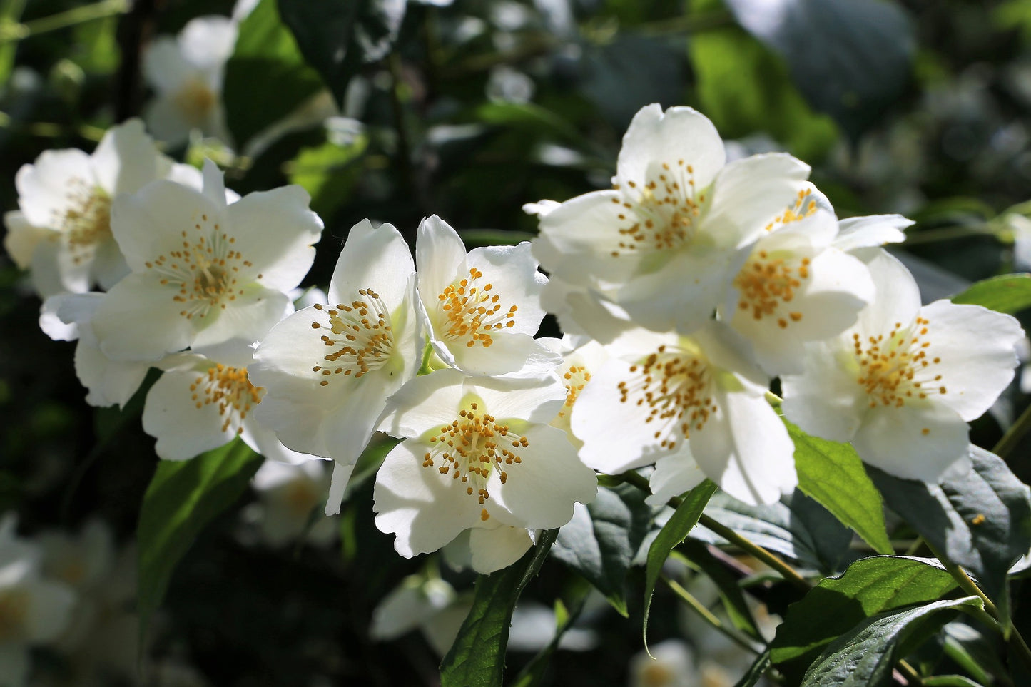 Jasmine Flower Herb