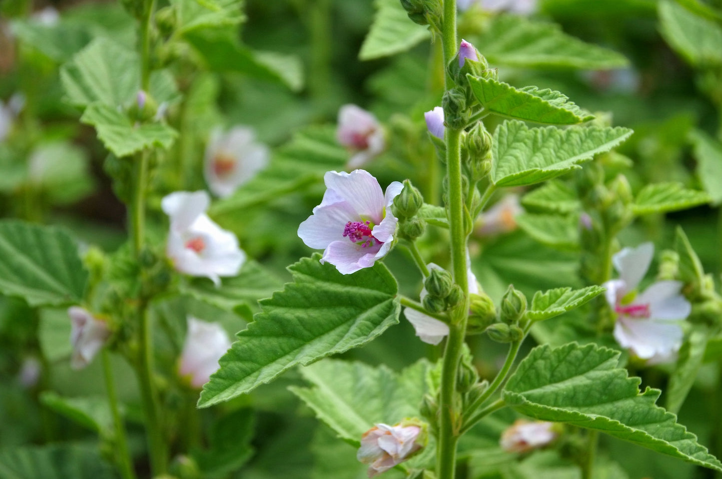 Marshmallow Root Herb