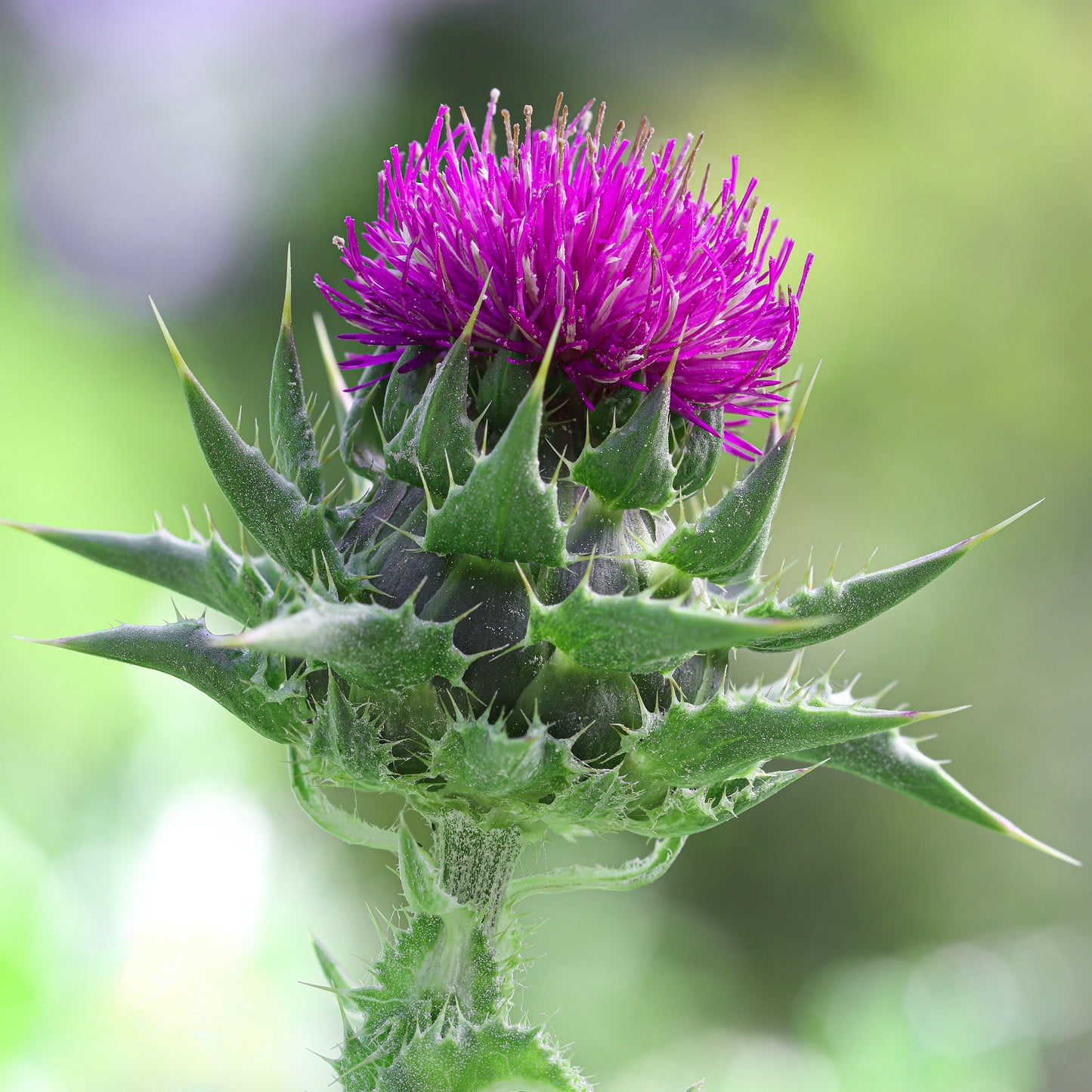 Milk Thistle Herb
