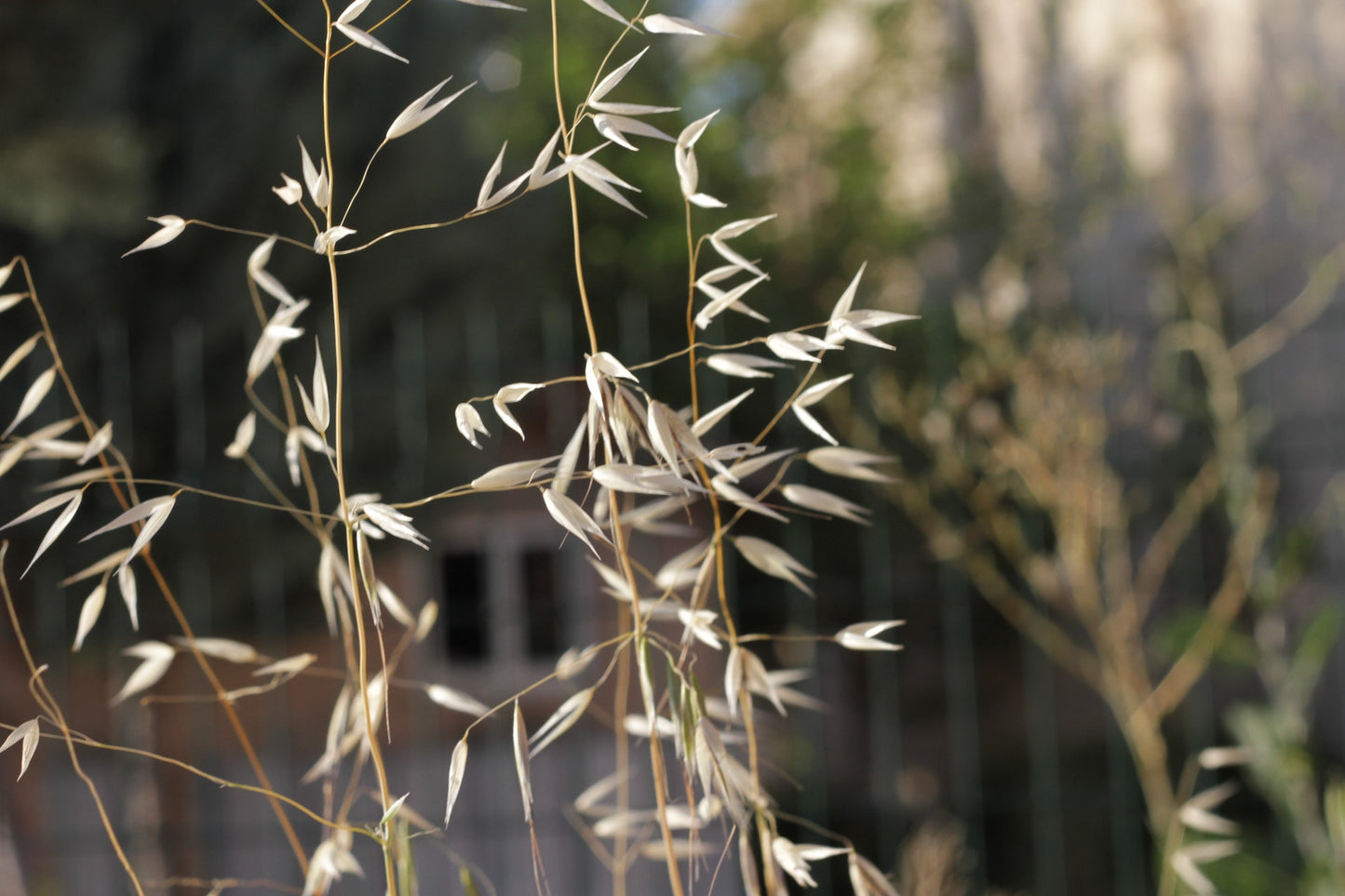 Milky Oats Herb