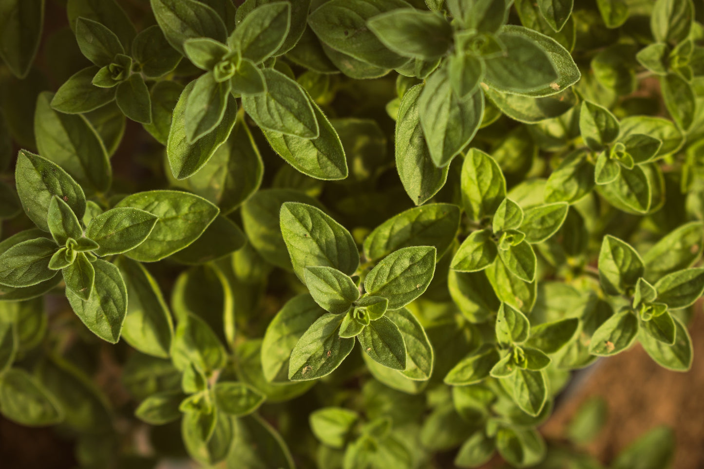 Oregano Herb