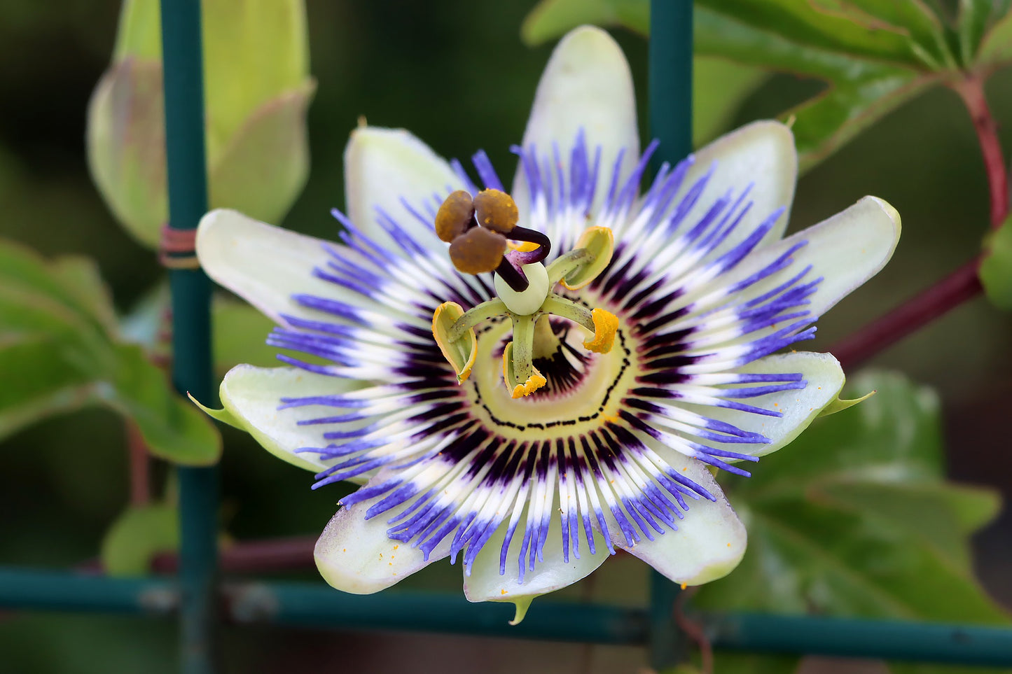 Passionflower Herb
