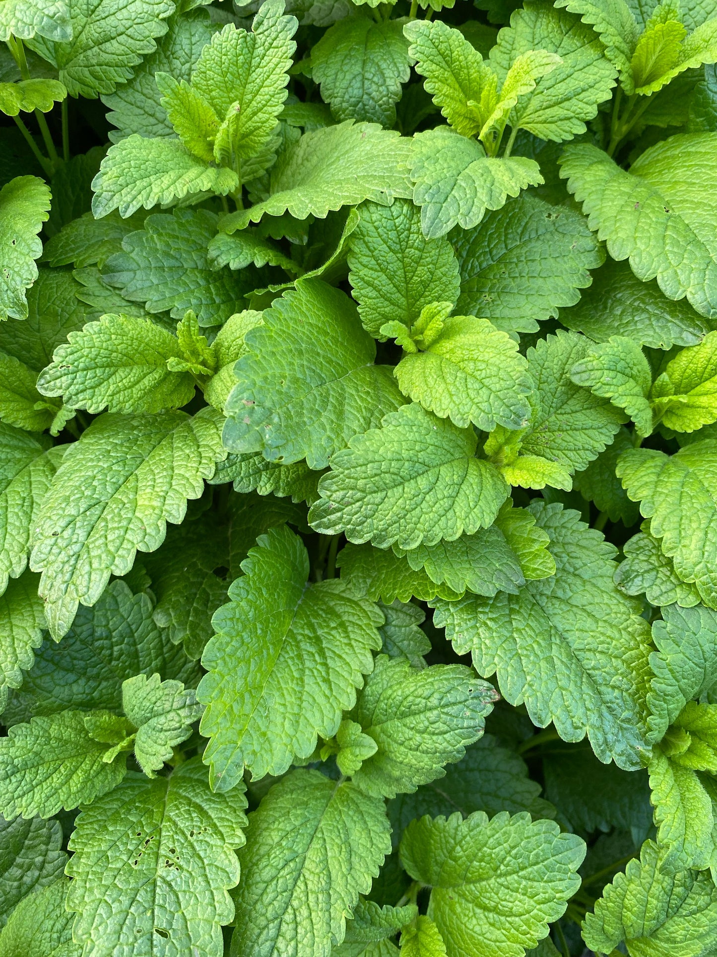 Peppermint Herb