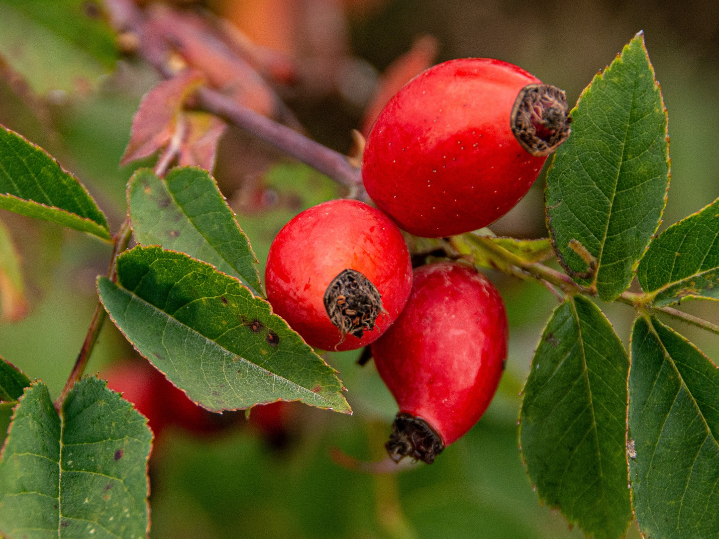 Rosehips Herb