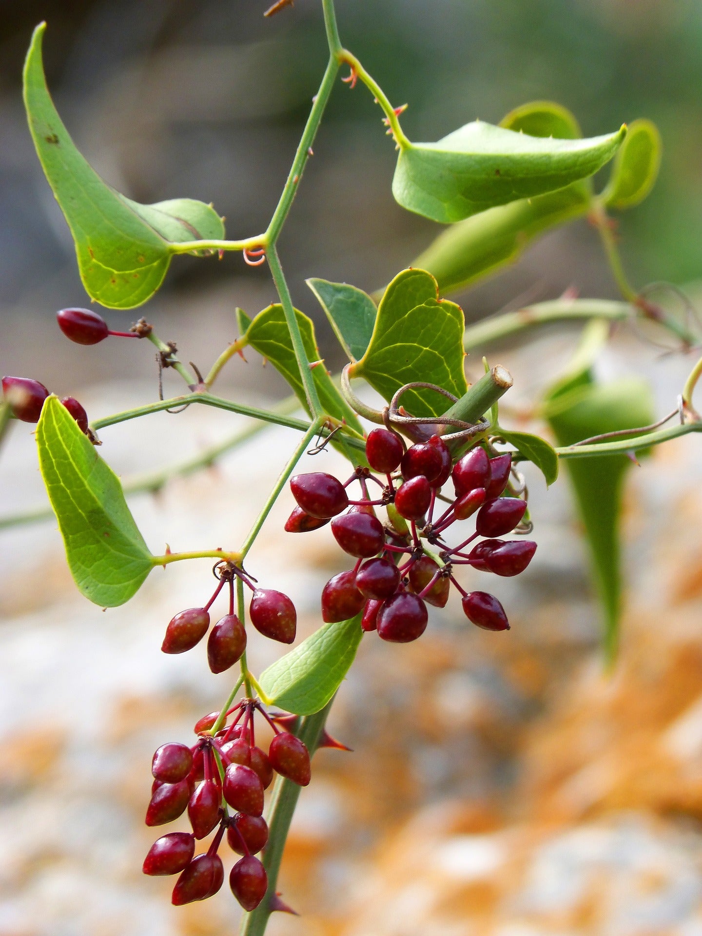Sarsaparilla (Naturejam) Root Herb