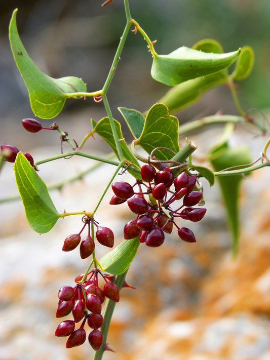 Sarsaparilla (Naturejam) Root Herb