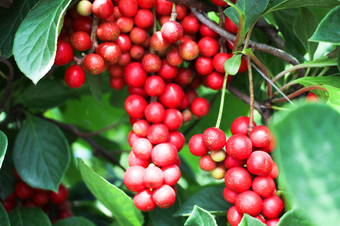 Schisandra Berries Herb