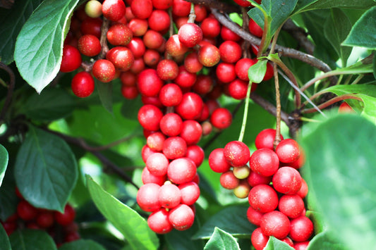 Schisandra Berries Herb