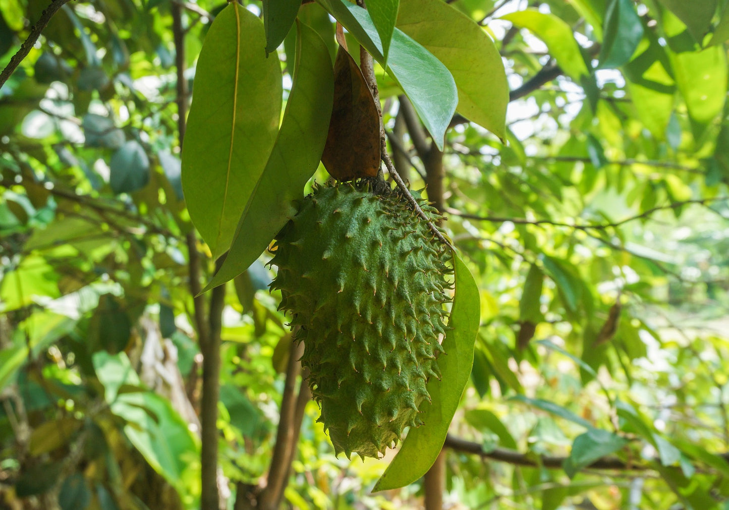 Soursop Leaf Herb