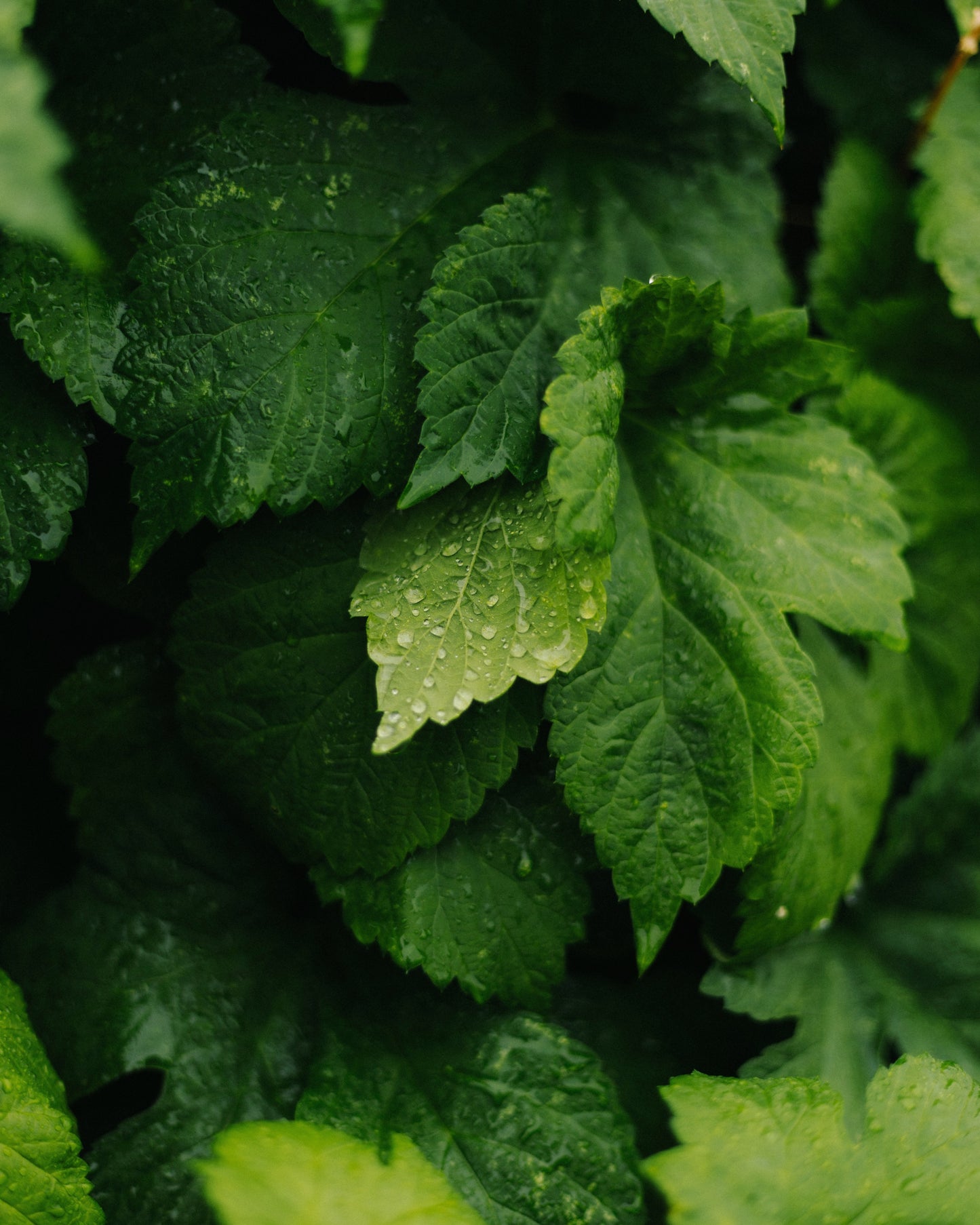 Spearmint Leaf Herb