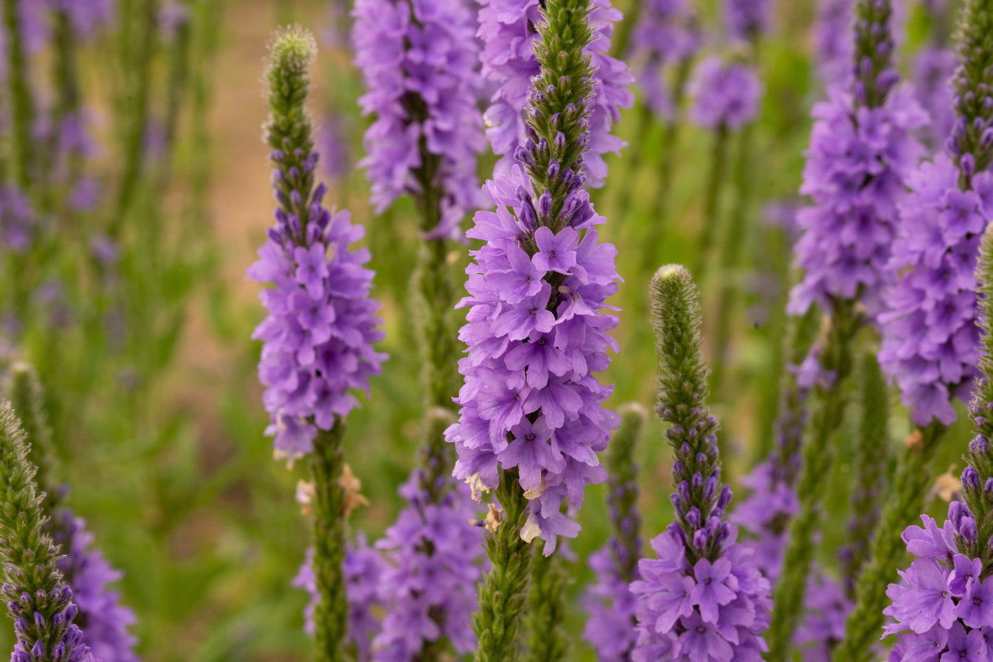 Vervain Herb