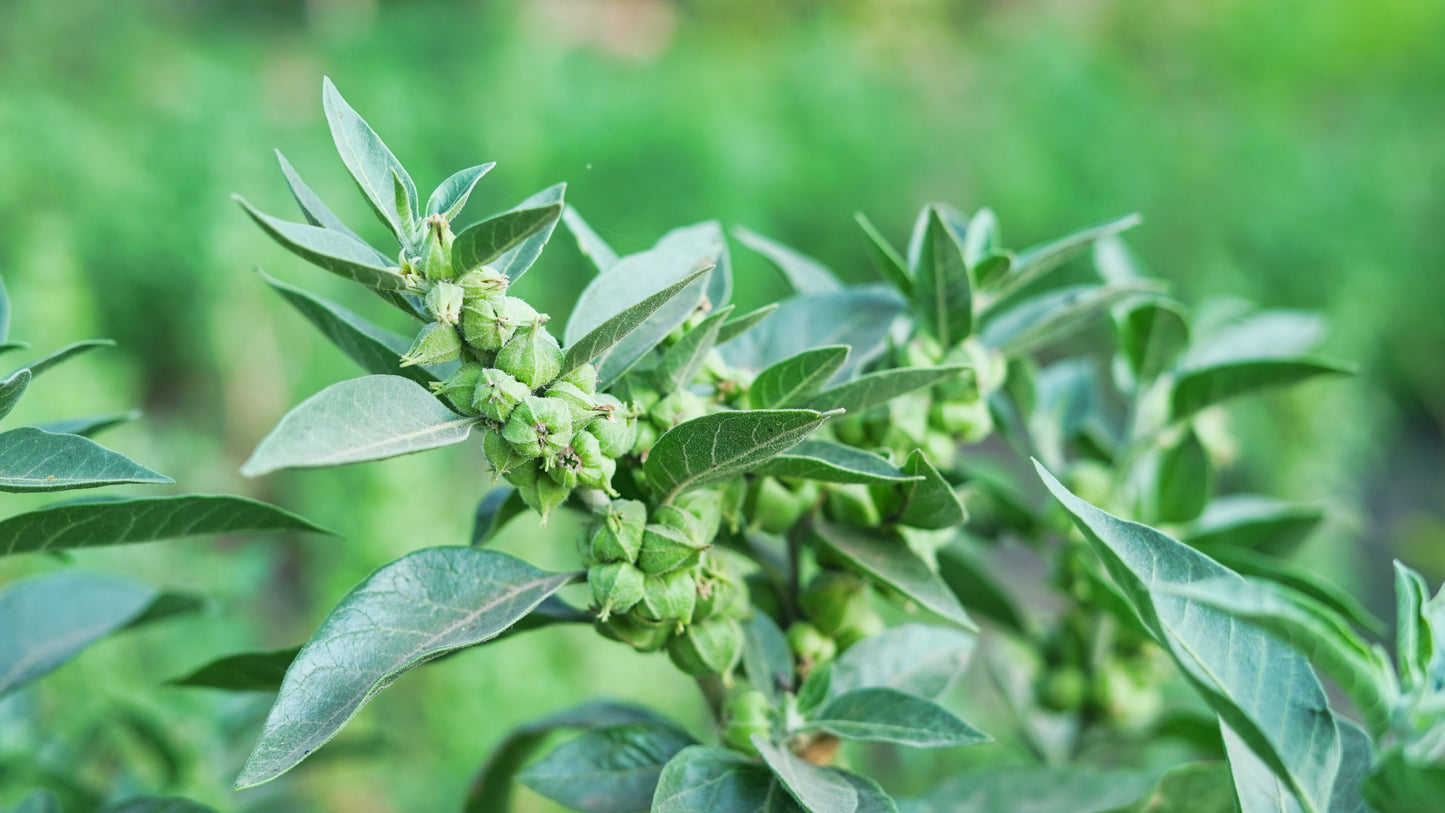 Ashwagandha Root Herb