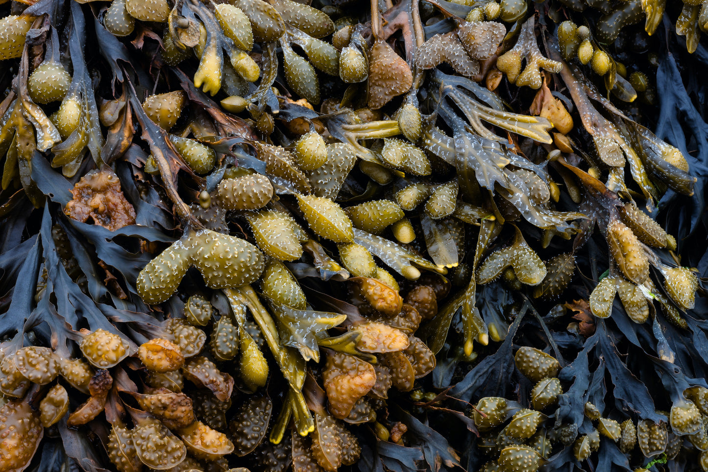 Bladderwrack Seaweed