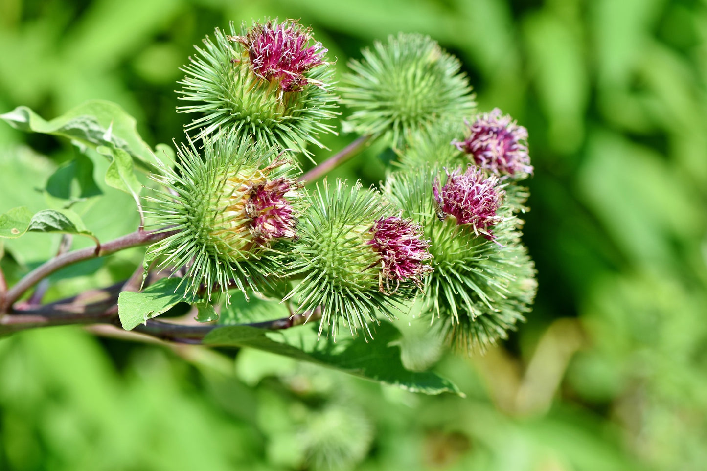 Burdock Root Herb