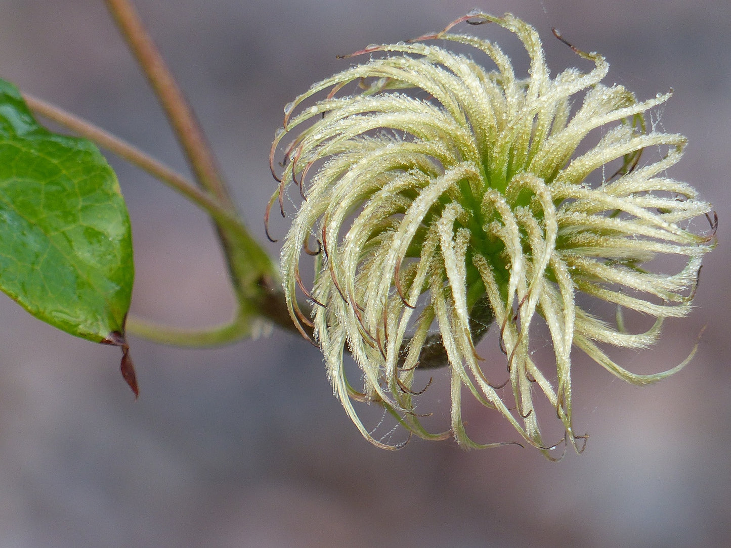Chaparral Leaf Herb