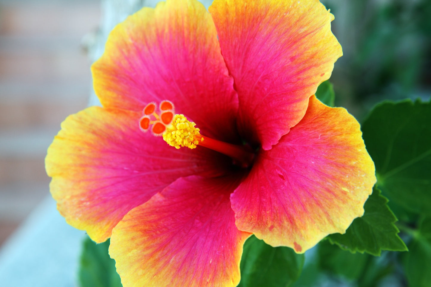 Hibiscus Herb