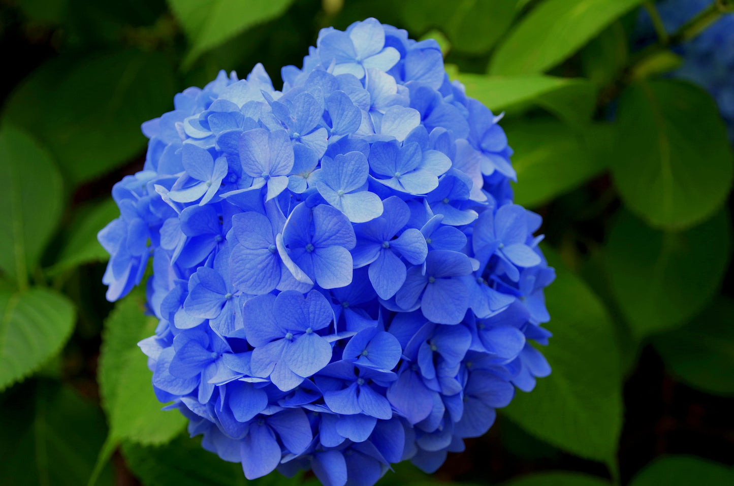Hydrangea Root Herb
