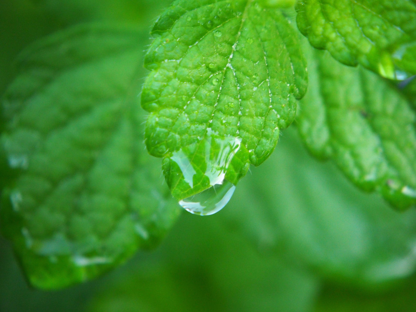 Lemon Balm Leaf Herb