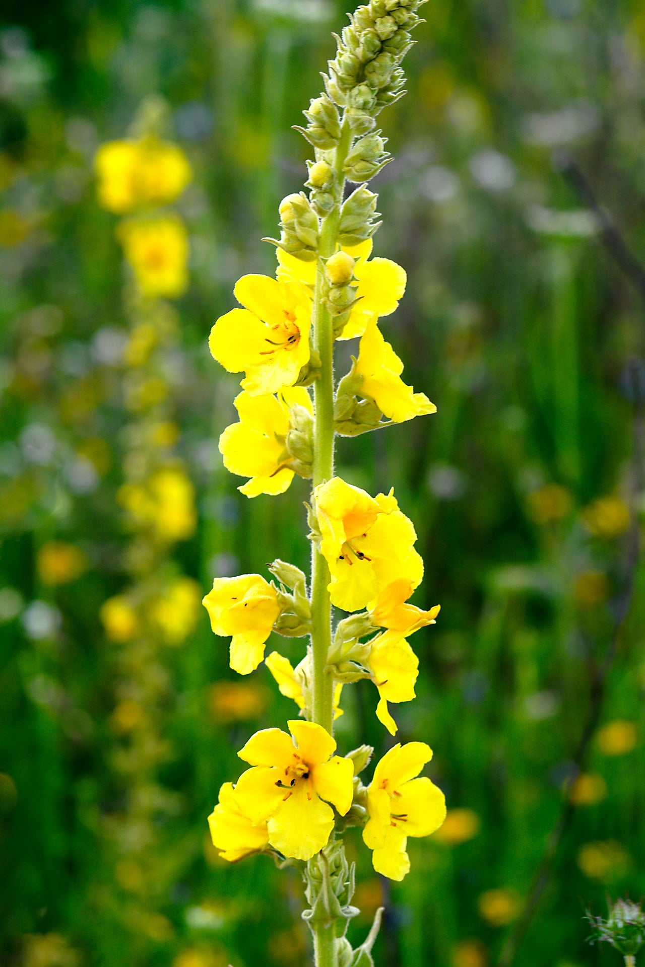 Mullein Leaf Herb