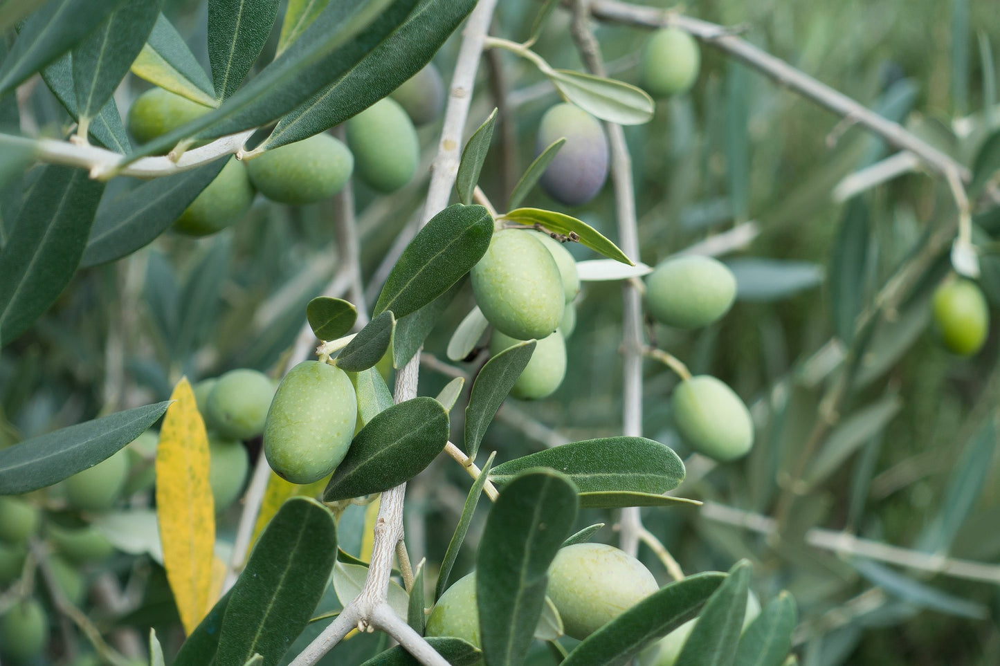 Olive Leaf Herb