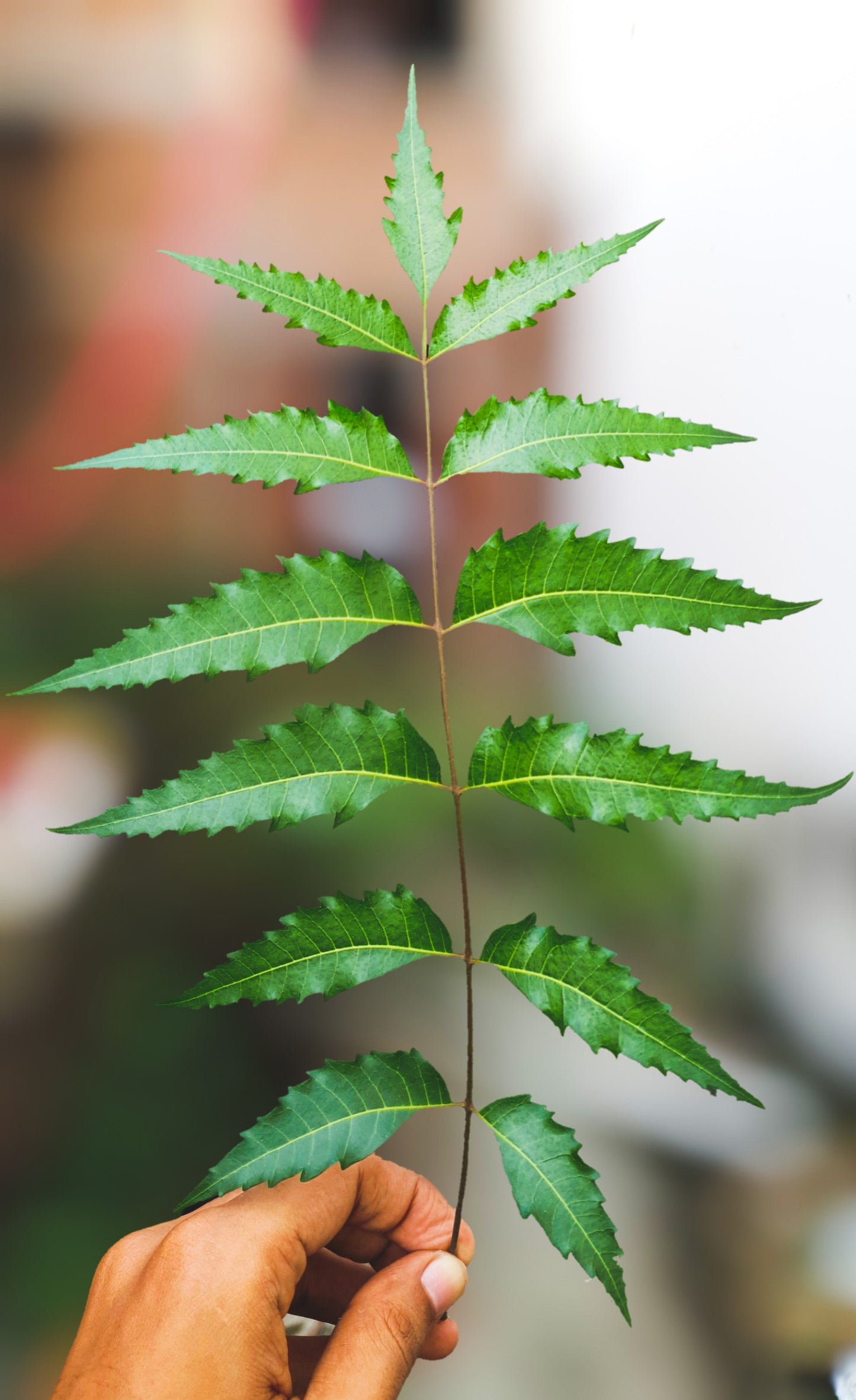 Neem Leaf Herb