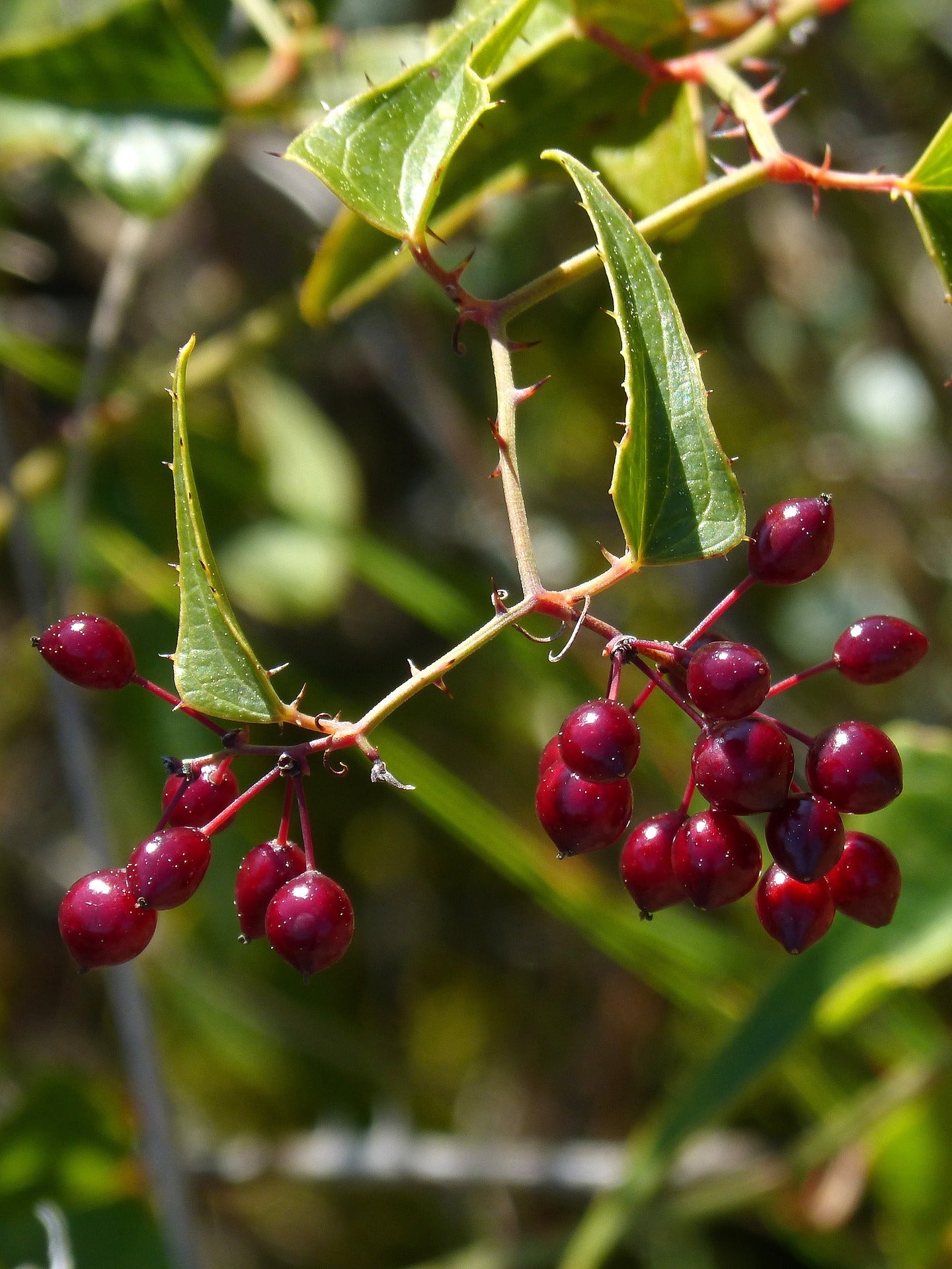 Sarsaparilla (Mexican) Root Herb
