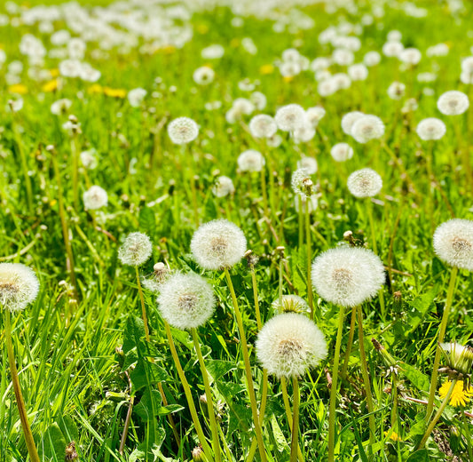 Dandelion Leaf or Dandelion Root