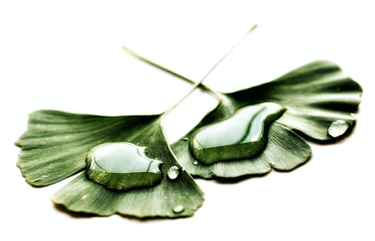 Ginkgo Biloba Leaf