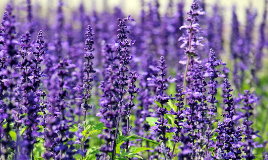 Lavender Flower