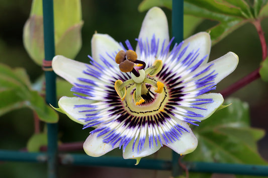 Passionflower