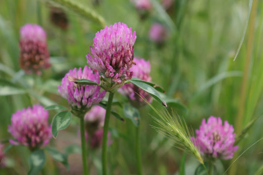 Red Clover Blossoms (Whole)