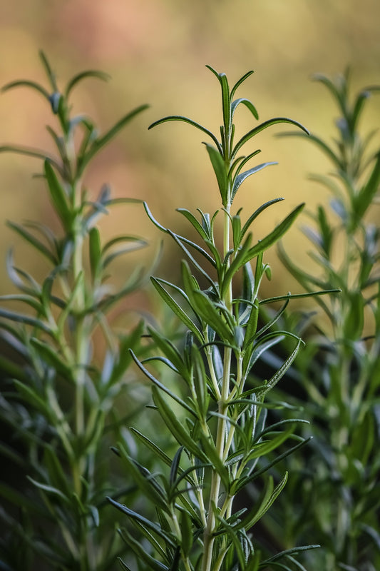 Rosemary Leaf