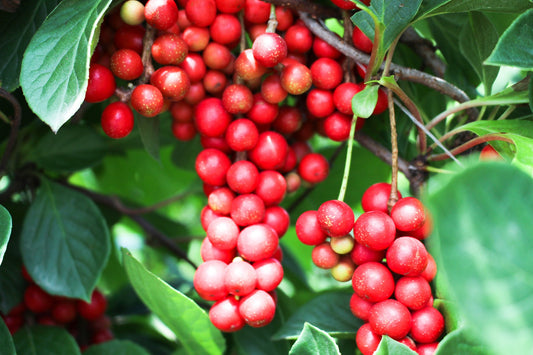 Schisandra Berries