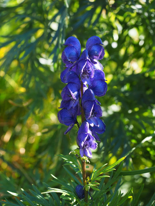 Skullcap Herb