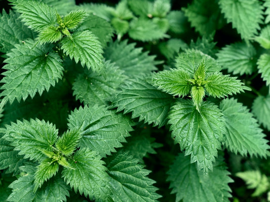 Stinging Nettle Leaf