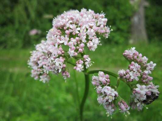 Valerian Root