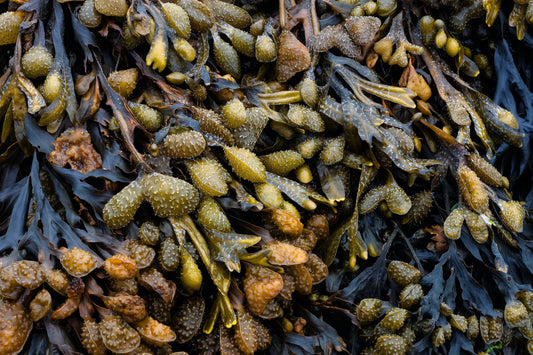 Bladderwrack